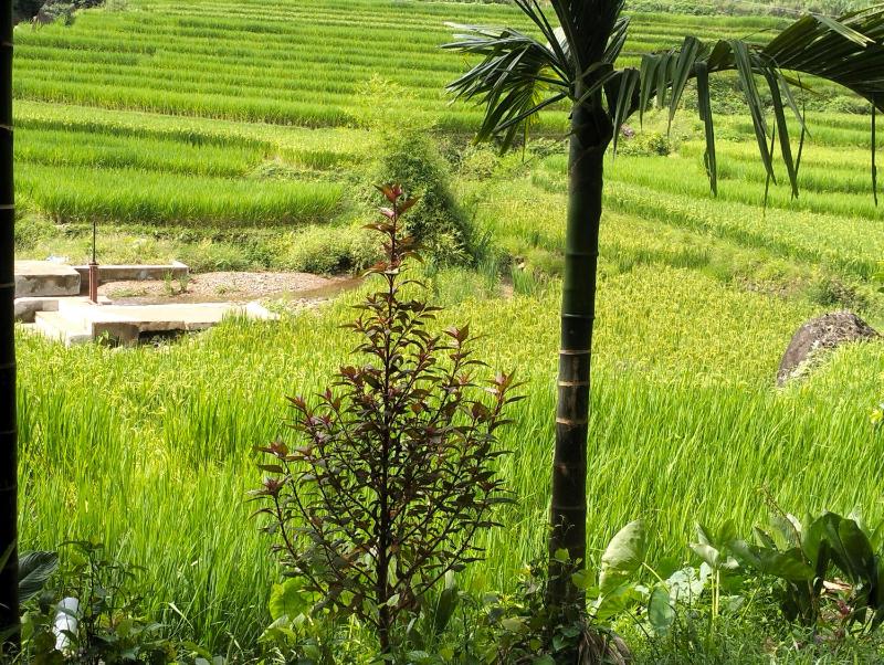 Homestay Hoanh Thắng - image 7