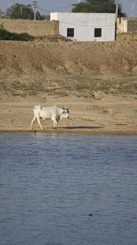 Hotel Shahiraj Jaisalmer - image 8