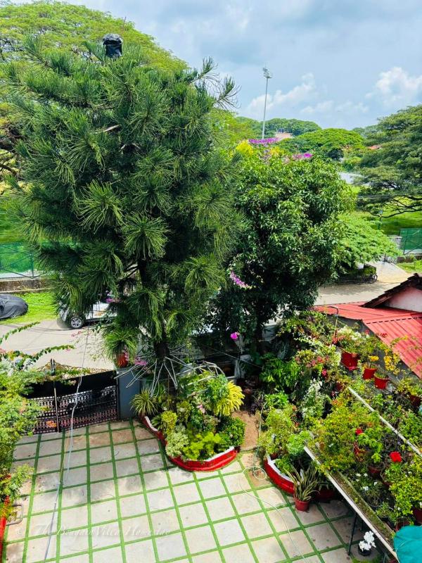 The Bougainvilla Homestay - image 16
