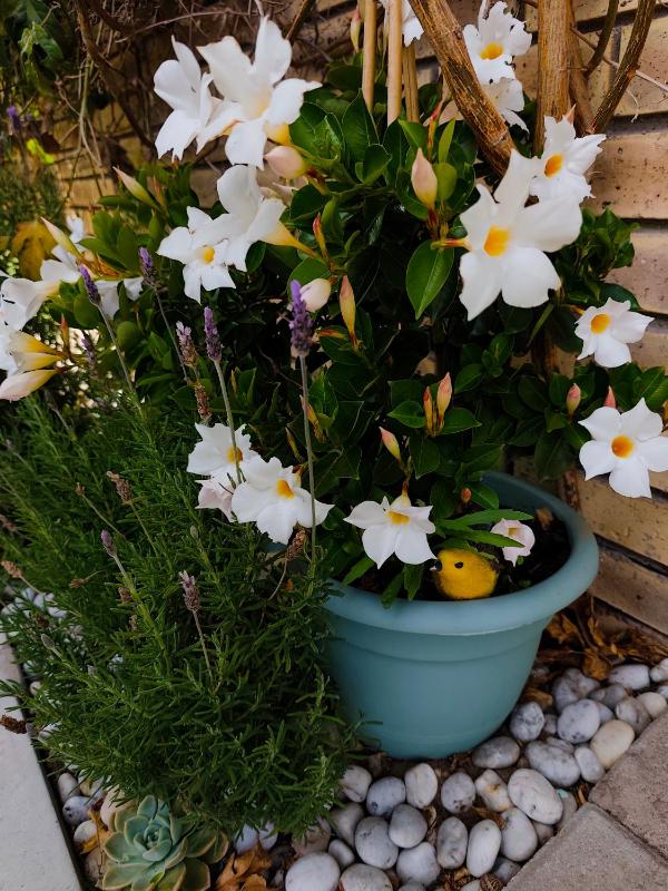 Fynbos Single Stay - image 2