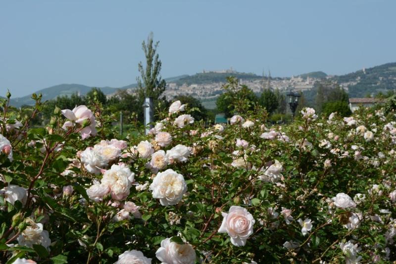Il Fienile di Assisi - image 7