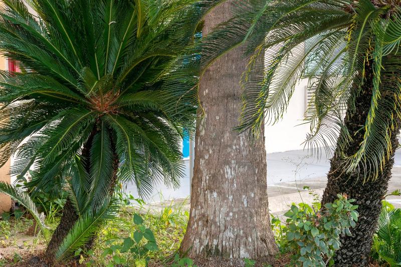 Island Inn By OYO Galveston Beach TX - image 15