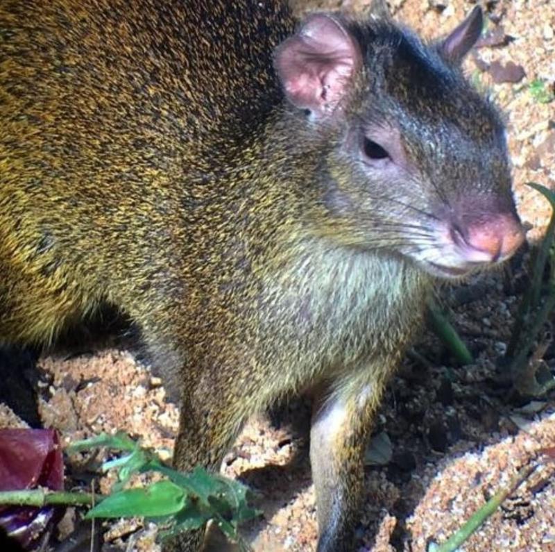 La Ceiba Ecoadventures Wildlife Reserve - image 7