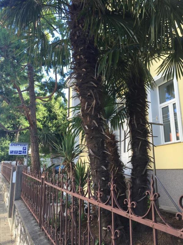 Villa Ana - image 48