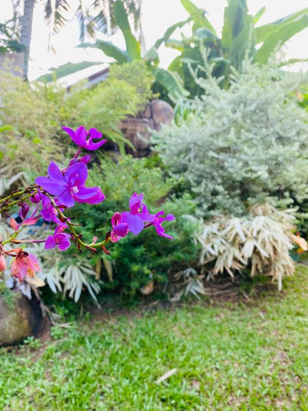 Sea Turtles Boutique Bungalow - image 10