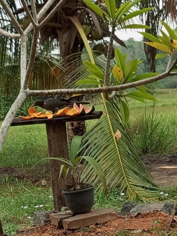 Suwetha villa Ayurveda Resort - image 8