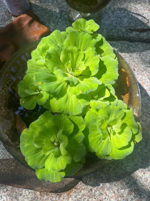 Green Garden Homestay - image 23