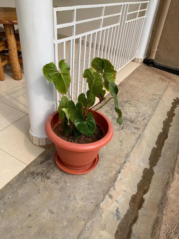Inkindi House - image 16