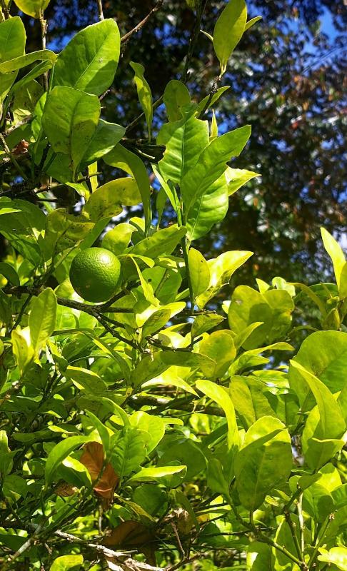 La Fortuna Tropical Retreat Private Garden & Pool - image 13
