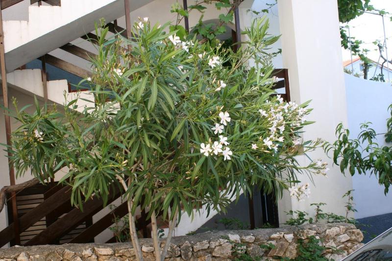 Apartments by the sea Mandre Pag - 6416 - image 14
