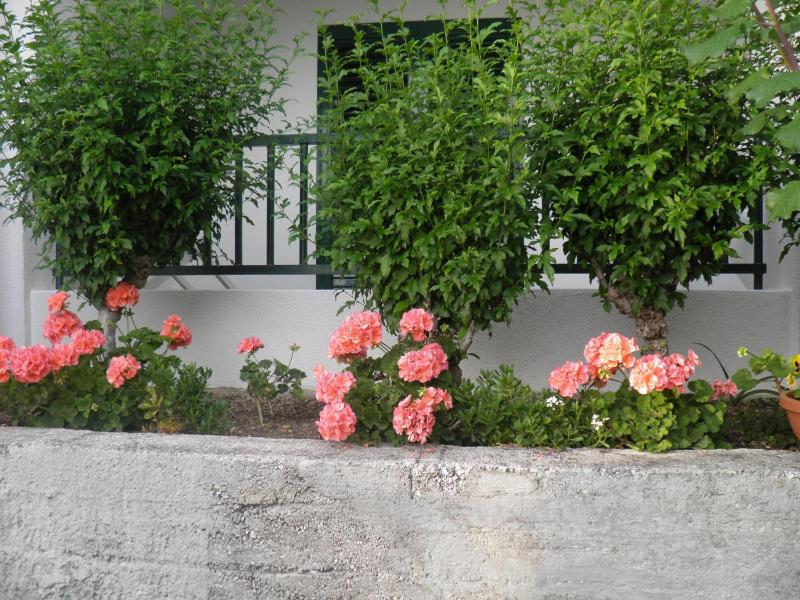 Apartments with parking space Brela Makarska - 11687 - image 14