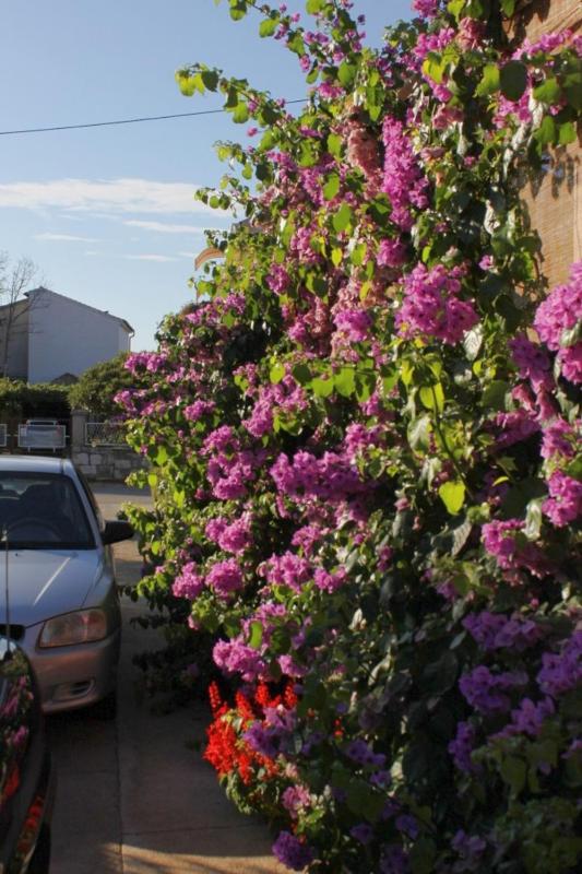 Family-friendly apartments with swimming pool Biograd na Moru Biograd - 8371 - image 19