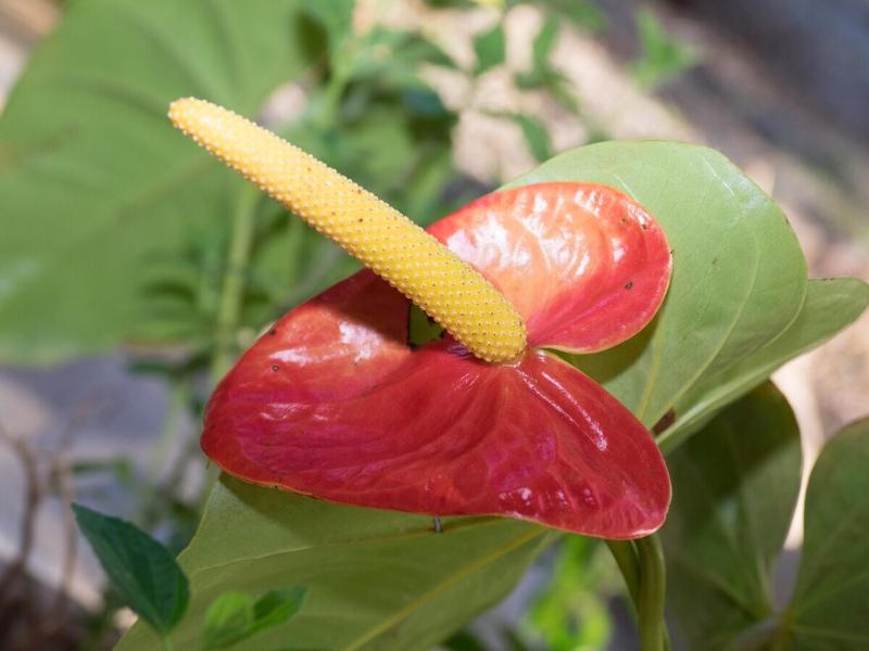 Junglebungalow - image 8
