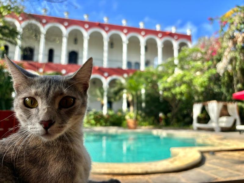 Villa Merida Luxury Mansion - Adults Only Boutique Hotel - image 4