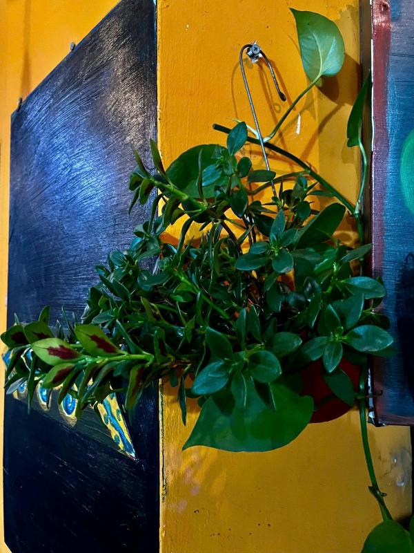 Green Cocoon - image 10