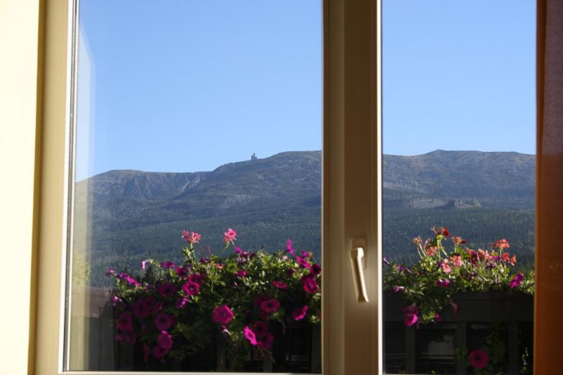 Orchidea - image 23