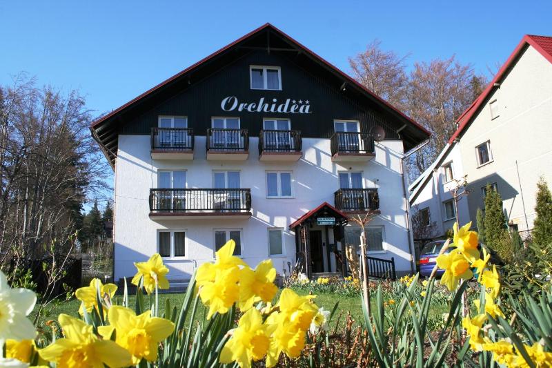 Orchidea - image 17