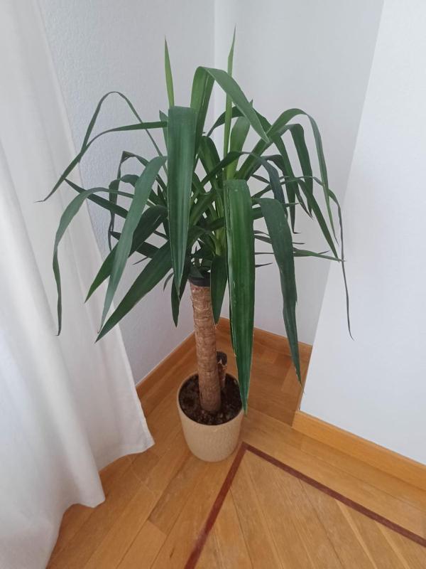 Tartiere-la eria oviedo deluxe - image 30