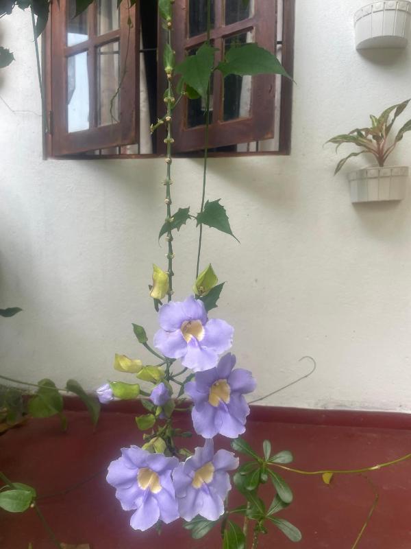 Ananda Home Stay and Restaurant - image 7