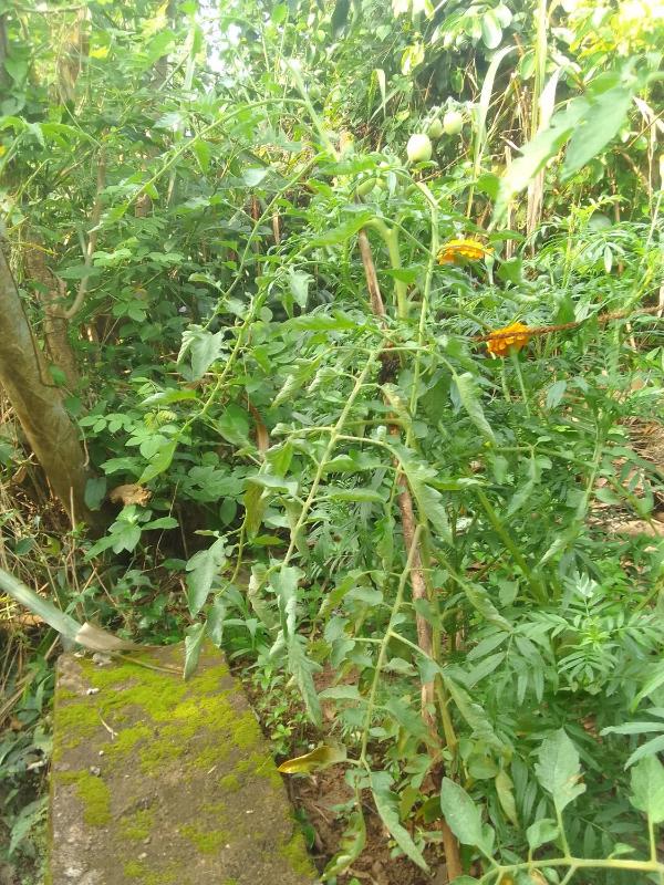 Villa Tharu - image 24