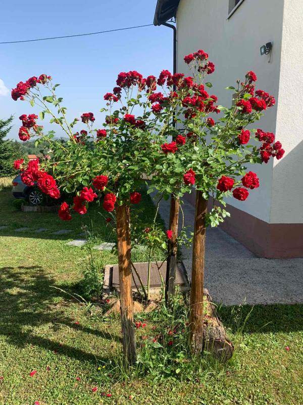 Zelena meraja - image 13