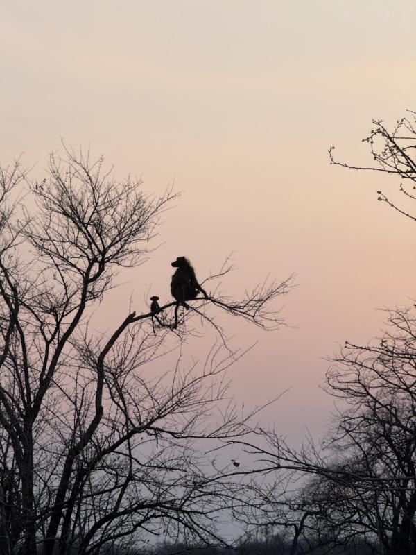 Zambezi Dream Cruiser - image 8