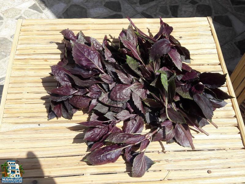 Nubian Lotus - image 11