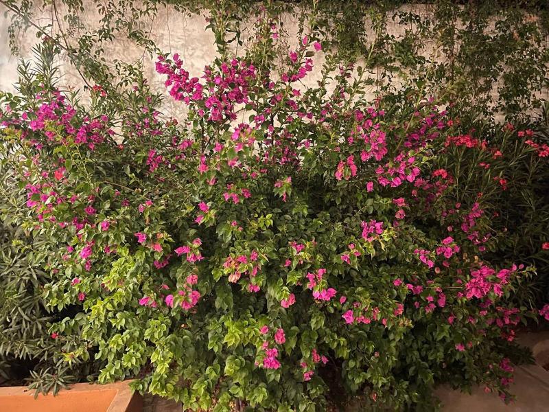 Casita del Oasis - image 15