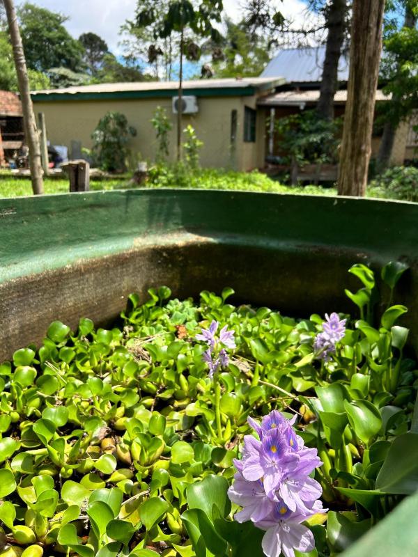 Bungalow Hostel Iguazú - image 17