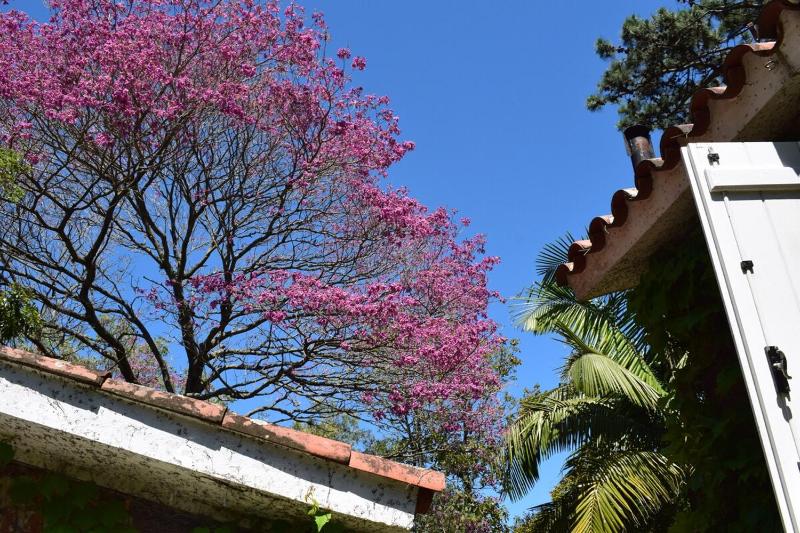 Family home in Las Delicias garden and barbecue - image 27