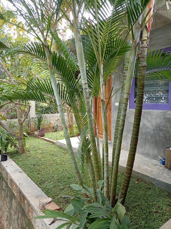 Agora Villa and Curry Hut - image 2