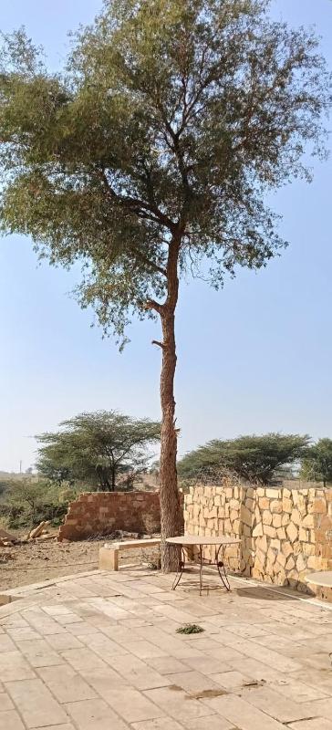 The Khejadi Farm Stay - image 7