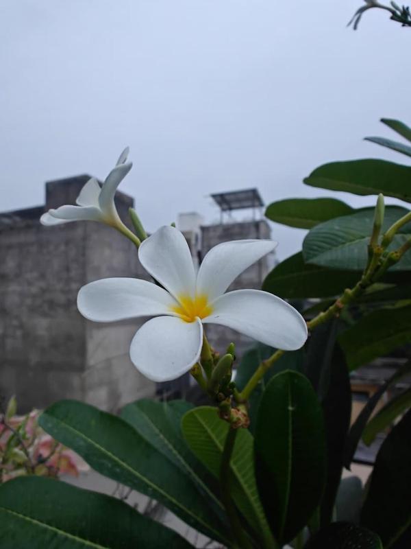 jaipurnesthomestay - image 1