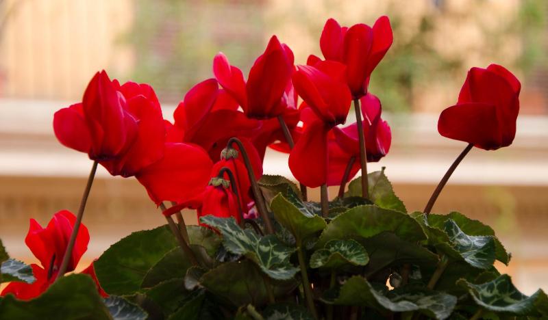 Quadruple Room image 4