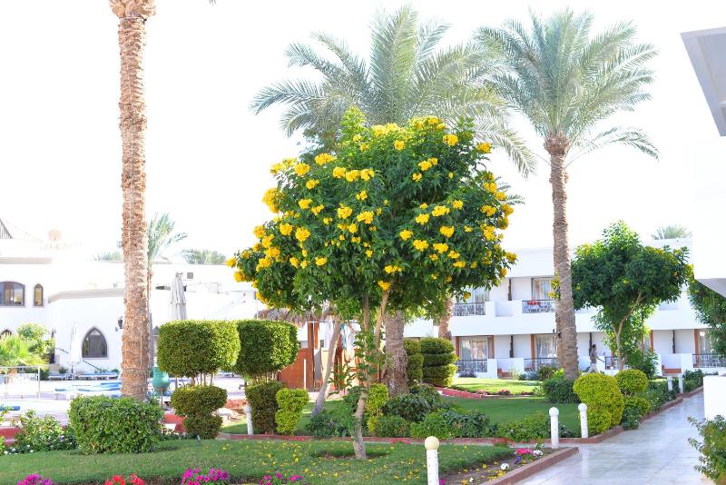 Viva Suites Sharm El Sheikh - image 5
