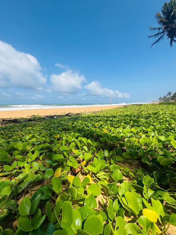 Revival Beach Resort-2 - image 9
