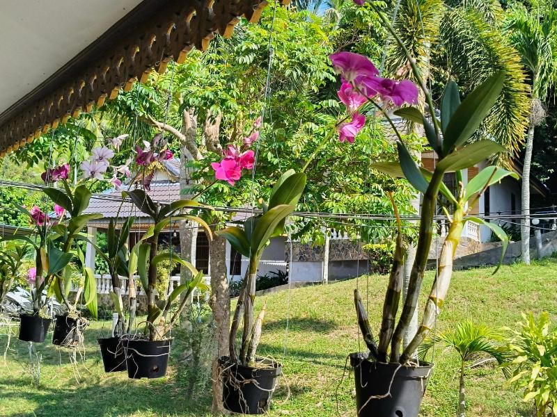 Phangan Orchid Resort - image 2