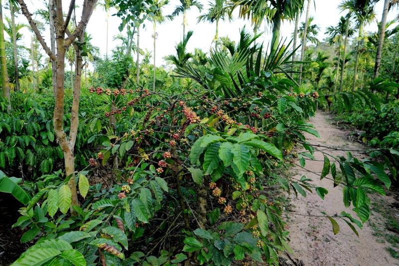 Areca Nut Homestay - image 14
