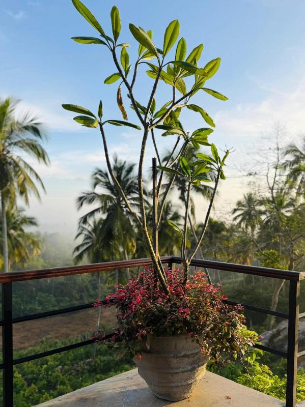 Kurunda Estate Villa - image 12