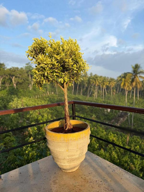 Kurunda Estate Villa - image 22