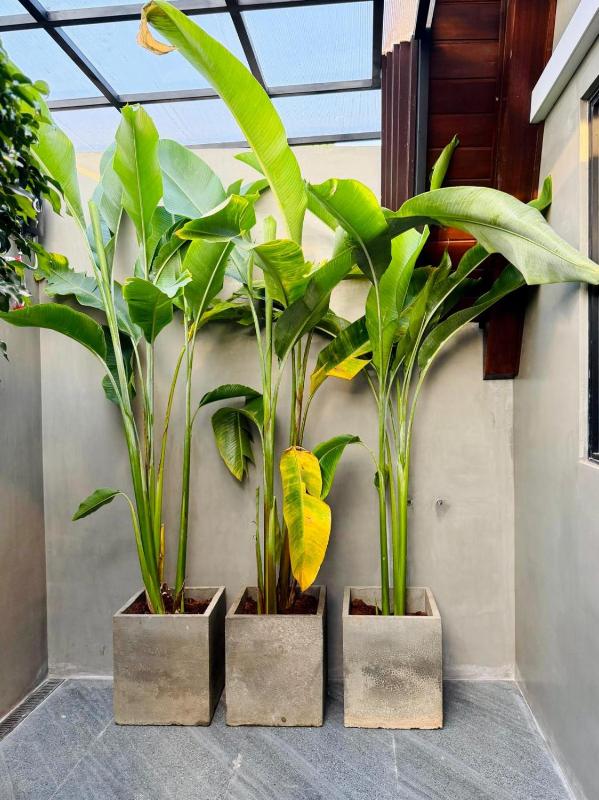 Kurunda Estate Villa - image 15