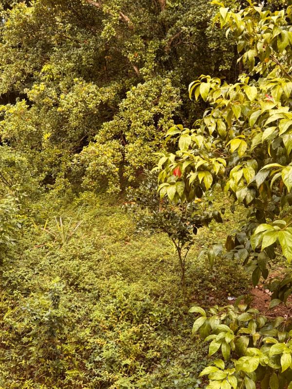Leafy Haven Villa - image 28