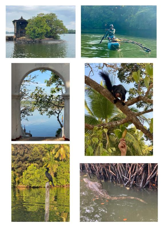 Sri Palms - image 21