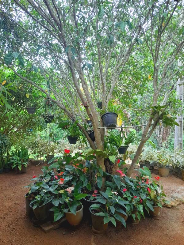 KADUPUL Hiriketiya - image 8