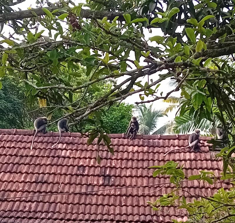 N C Villa - image 10