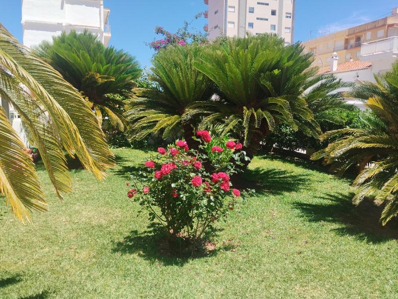 Manacor Solo Familias Serviplaya - image 32