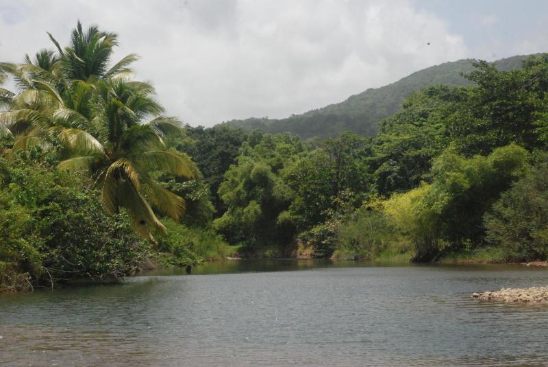 Bungalow PAPAYE - image 12