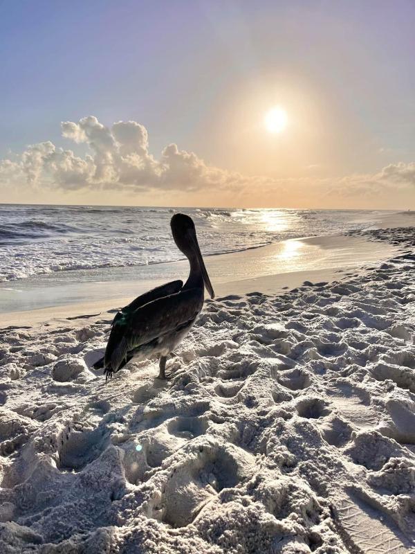 Scarlett Sunset on Dauphin Island - image 26