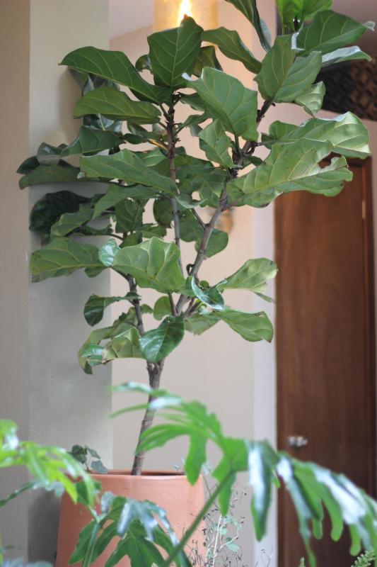 Casa Mestiza - image 12