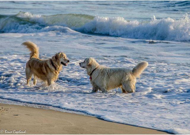 Deja Blue - KDH MP 6 Oceanfront Hot Tub Pets OK Fenced-in Dog Area Corn Hole - image 25